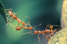 Ant Colony