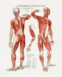Human Anatomy Atlas