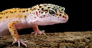 My leopard gecko