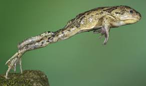 Jumping frog